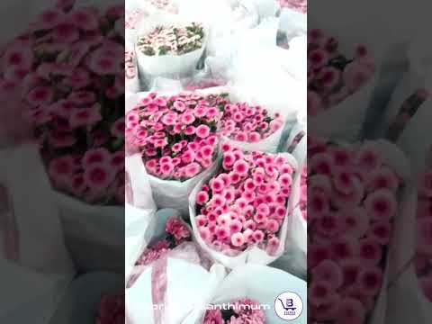 Pink crysanthimum button flower