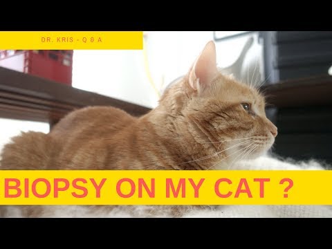 Dr. Kris - Should I do a biopsy (or any vet test) on my cat?
