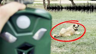 Ultrasonic Animal Repeller Test – Real Animal Reactions Caught on Camera!