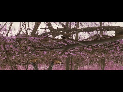 BOREK / SABOTEUR - CYDR (GOŚC. MICHALINA KUKLA, HUDINI) KOALA LUMPUR LP