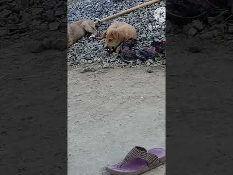 Dog #dog #kutta #cute #doglover #songsforkids #youtube #sorts #instagram #india #villagelife #puppy