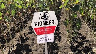Обзор гибридов PIONEER 🌻 уборка подсолнечника 2018