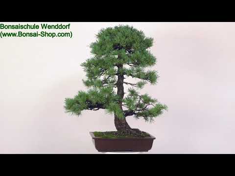 Japanische Mädchenkiefer, Bonsai, 45 Jahre, 97cm, OPINPAR451-06