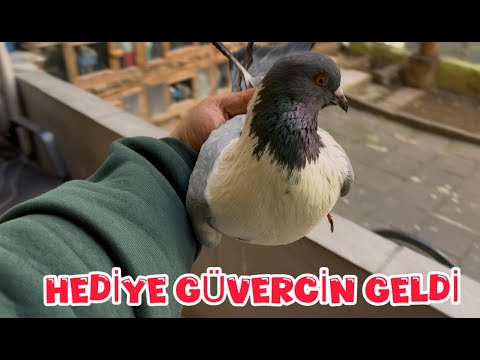 THE GIFT DOVE ARRIVED (IT'S HUGE!)