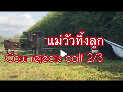 Dexter cow rejects calf 2/3. First attempt to get milk from mum.