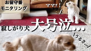 2年ぶりに愛犬達のお留守番を隠し撮りしたら…大号泣がレベルアップしてて飼い主驚き…【マルプー×1歳】