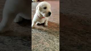Goldador Puppies Videos