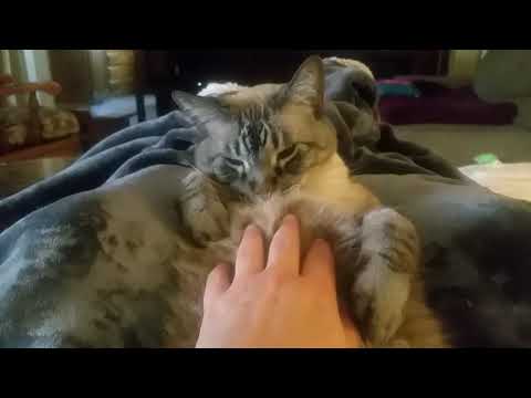 Cross-eyed kitty, Tiggy, chillin' in my lap (2)