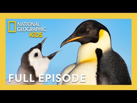 Secrets of the Penguins Full Episode 🐧🤫 | Heart of the Emperors | 40 Minutes | @natgeokids