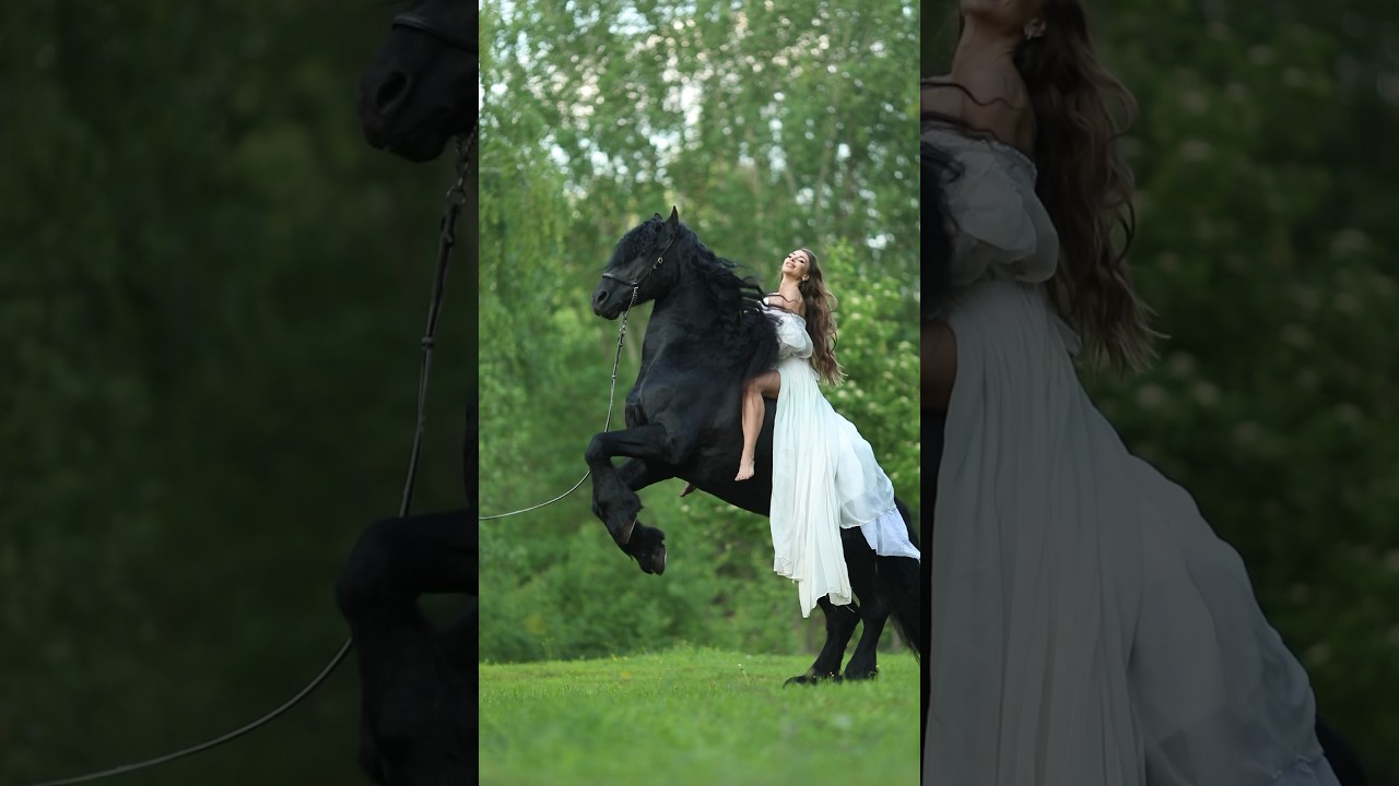 Friesian stallion #horse #friesianhorse #friesian #equine