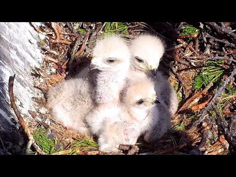 Red-tailed Hawks | Cute four baby eaglet alone in home | May 05, 2022