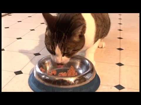 Gastrointestinal Diseases in Cats - Antibiotic Induced Diarrhoea - Prevention