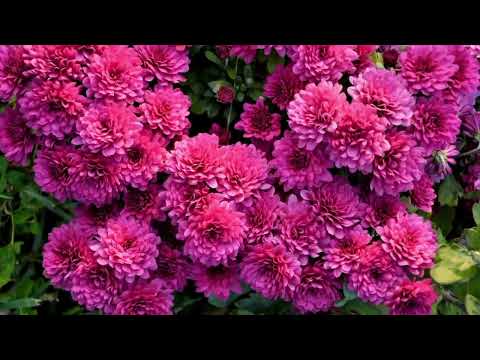 Opwekking 537 Ere zij God 1B