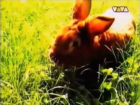 VIVAsion - Trailer Elvis