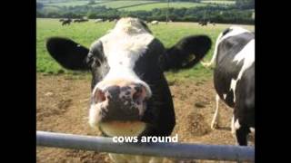 Cows Around