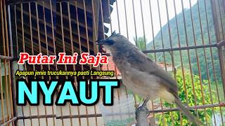 Download lagu TRUCUKAN GACOR NGUPLIK | Masteran TRUCUKAN Terbaik Trucuk Malas Bunyi Jadi Gacor Ropel Panjang mp3