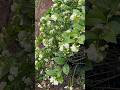 Fragrant Jasmine Mogra Flowers Mogra Jasmine Flowers Mograplant