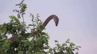 Giant Snake Climbing On the Tree