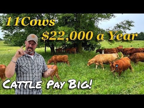 Insane Profits from 11 Cows on 27 Acres. Our secrets to big profits