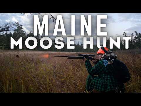 A Couple's Maine Moose Hunt - "The Harvest"