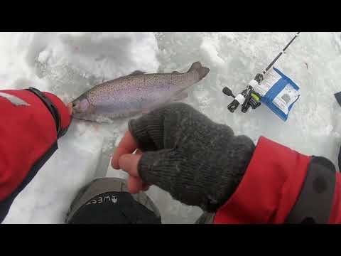 3 kirjolohta morrilla