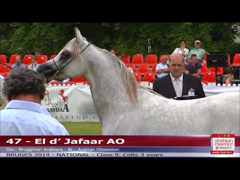 Bruges - National Show - Class 9