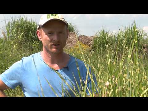 Sichtschutz mit Bambus-Alternative Miscanthus (Chinaschilf, Elefantengras) von Jumbograshecke.com