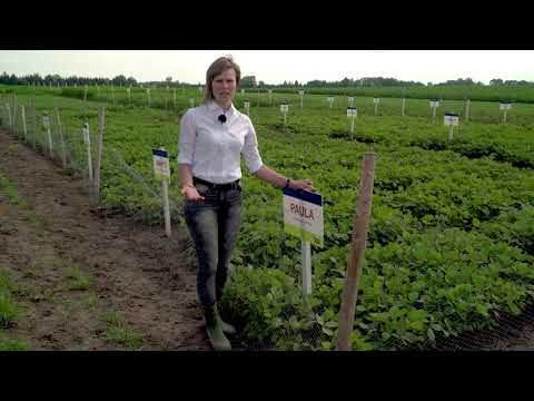 Saaten-Union: Einladung zum Feldtag SOJA, Produktmanagerin Olena Sobko, Standort Moosburg