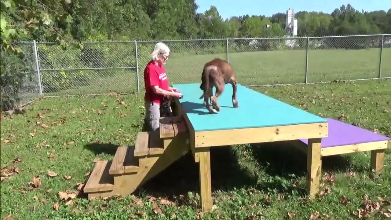 Enlarge Rubble, a Adoptable Pit Bull Terrier in Nashville, IN video 6/6