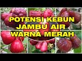 POTENSI Kebun Buah Jambu Air WARNA MERAH CITRA, DALHARI, BAJANG LEANG, KING ROSE, MUTIARA HITAM POTENSI Kebun Buah Jambu Air WARNA MERAH CITRA, DALHARI, BAJANG LEANG, KING ROSE, MUTIARA HITAM