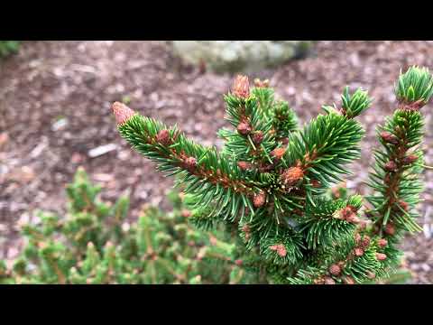 Picea abies 'R...