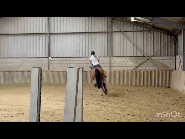 Home riding and jumping movie Scorpio A & S (Pegase van’t Ruytershof x I’m a Star).