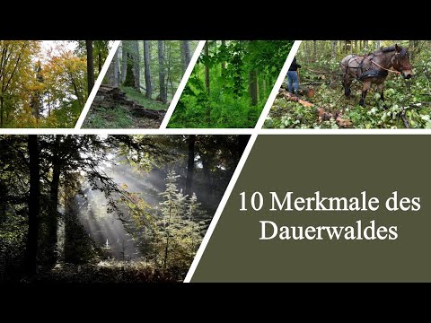 10 Merkmale des Dauerwaldes