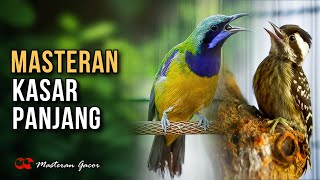 Download lagu MASTERAN KASAR CUCAK CUNGKOK VS PELATUK SAMPIT / BERAS COCOK UNTUK ISIAN MURAI BATU MUDA HUTAN mp3