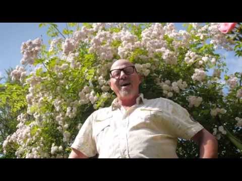 download lagu mp3 mp4 Groot Kormelink, download lagu Groot Kormelink gratis, unduh video klip Groot Kormelink