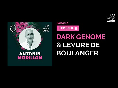 Podcast - Dark génome & levure de boulanger