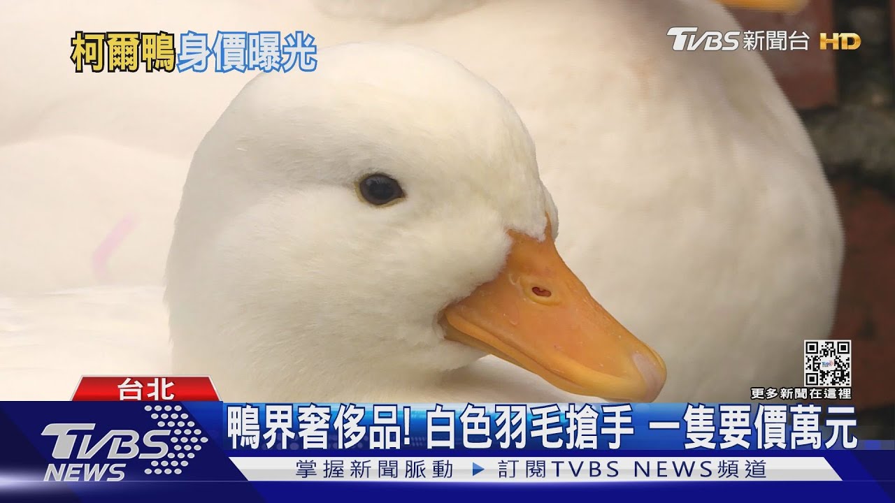 柯爾鴨流浪記!民眾尋獲公告 警找回家路