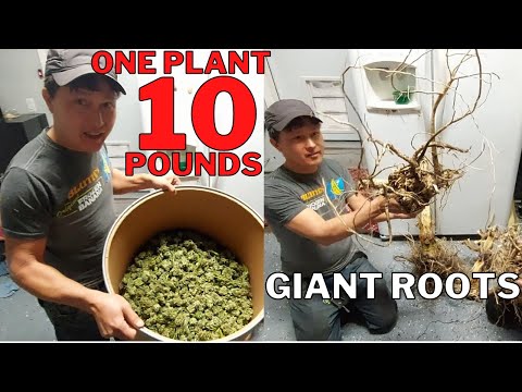 YouTube video about: What does a 1 ounce plant look like?