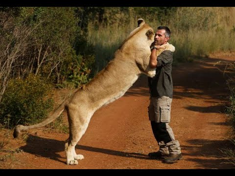 Kalahari Lion Roaring 4K - Conservation Safari Experience