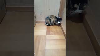 おもちゃを持ってきた。遊ぼう。 #猫 #shorts
