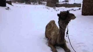 James Williamson And Carolyn Wonderland "Gimme Some Skin"