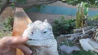 The Best Iguana in the World, Buddy the lizard in &quot;Lizard Greets Man like a Dog&quot;