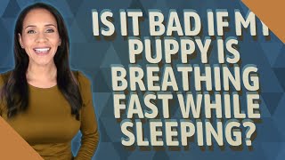 Is it bad if my puppy is breathing fast while sleeping?