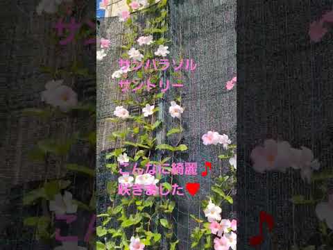 ディプラデニアに水をやる方法は？冬でもメンテナンスはどのくらい必要ですか？  庭園