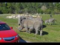 Lion Country Safari Florida S Largest Drive Through Safari Park