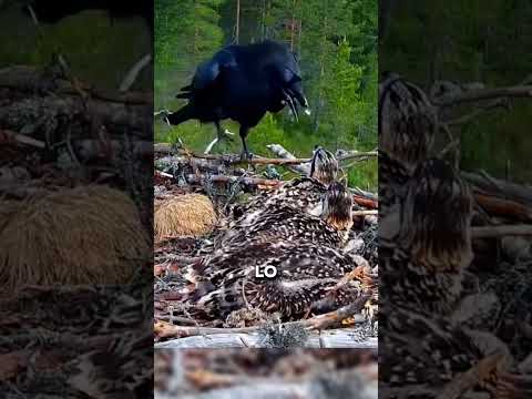 águilas vengan a sus crías 🦅 #planet #animales #animalplanet #animals
