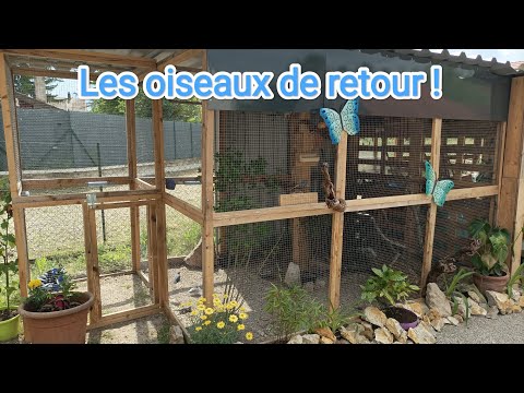 Nouvelle volière, un gros projet enfin réalisé, les oiseaux prennent place! 😍🦜🦜🦜 (Vid57)