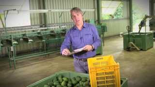 Reject Bin Analysis: A smart tool for understanding your orchard