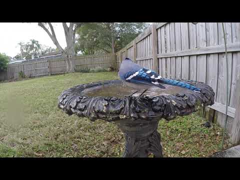 Blue Jays and Starlings in the bird bath