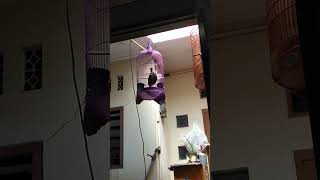 Download lagu puyuh gonggong jantan gacor ☕ mp3